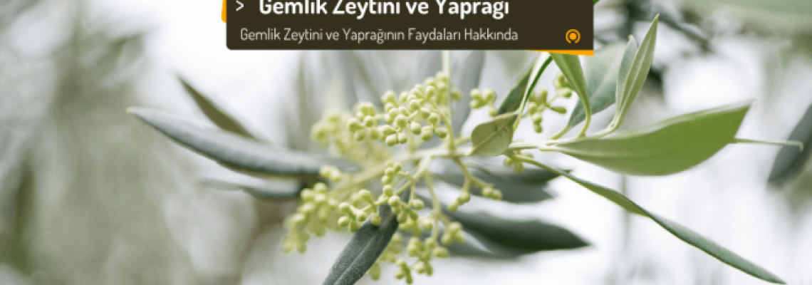 Gemlik Zeytini ve Yaprağının Faydaları Gemlik Zeytini ve Yaprağının Faydaları