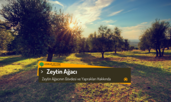 Zeytin Ağacının Gövdesi ve Yaprakları