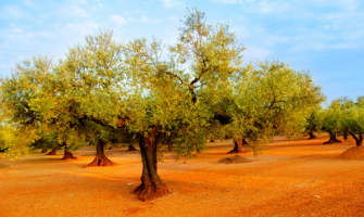 Zeytin Ağacının Yaşam Hikâyesi